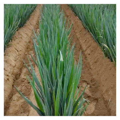 Economical Diesel Agriculture Tiller with Gear Transmission and Chassis Structure (Tiller economico a gasolio per l'agricoltura con trasmissione e struttura del telaio)